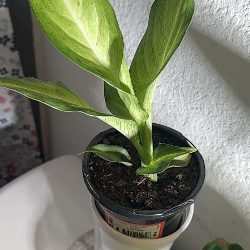 Photo of the plant species Dieffenbachia 'Cougar' by @selizard named Robert Plant on Greg, the plant care app