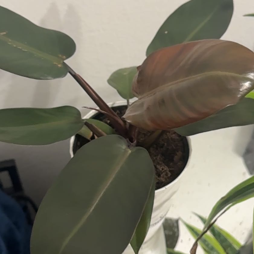 Photo of the plant species Philodendron 'Black Cardinal' by @selizard named Homer on Greg, the plant care app