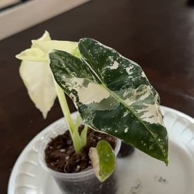 Photo of the plant species Alocasia Frydek Variegated by @selizard named Planty on Greg, the plant care app