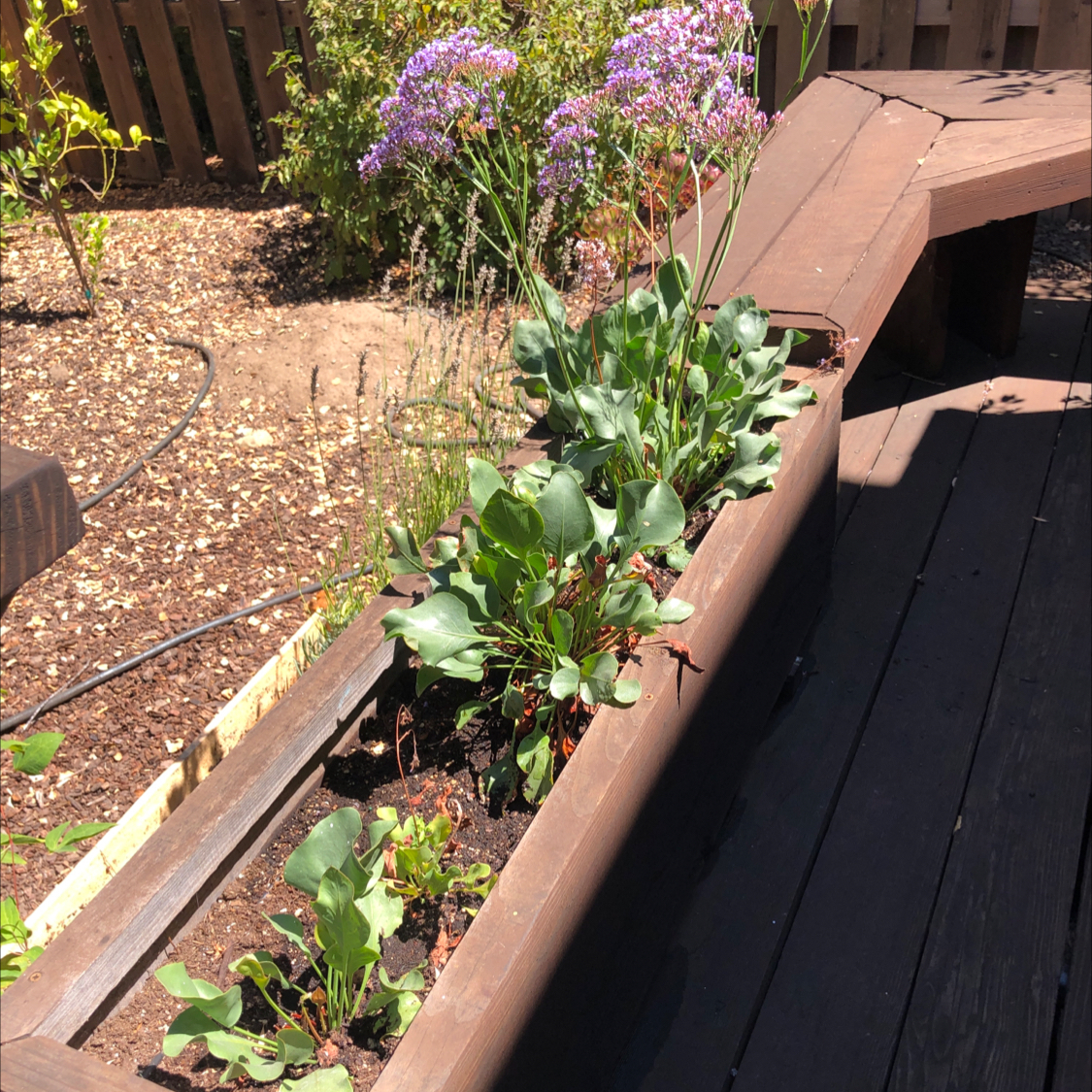 Photo of the plant species Perez's Sea Lavender by @Plantladykatie named Liv on Greg, the plant care app