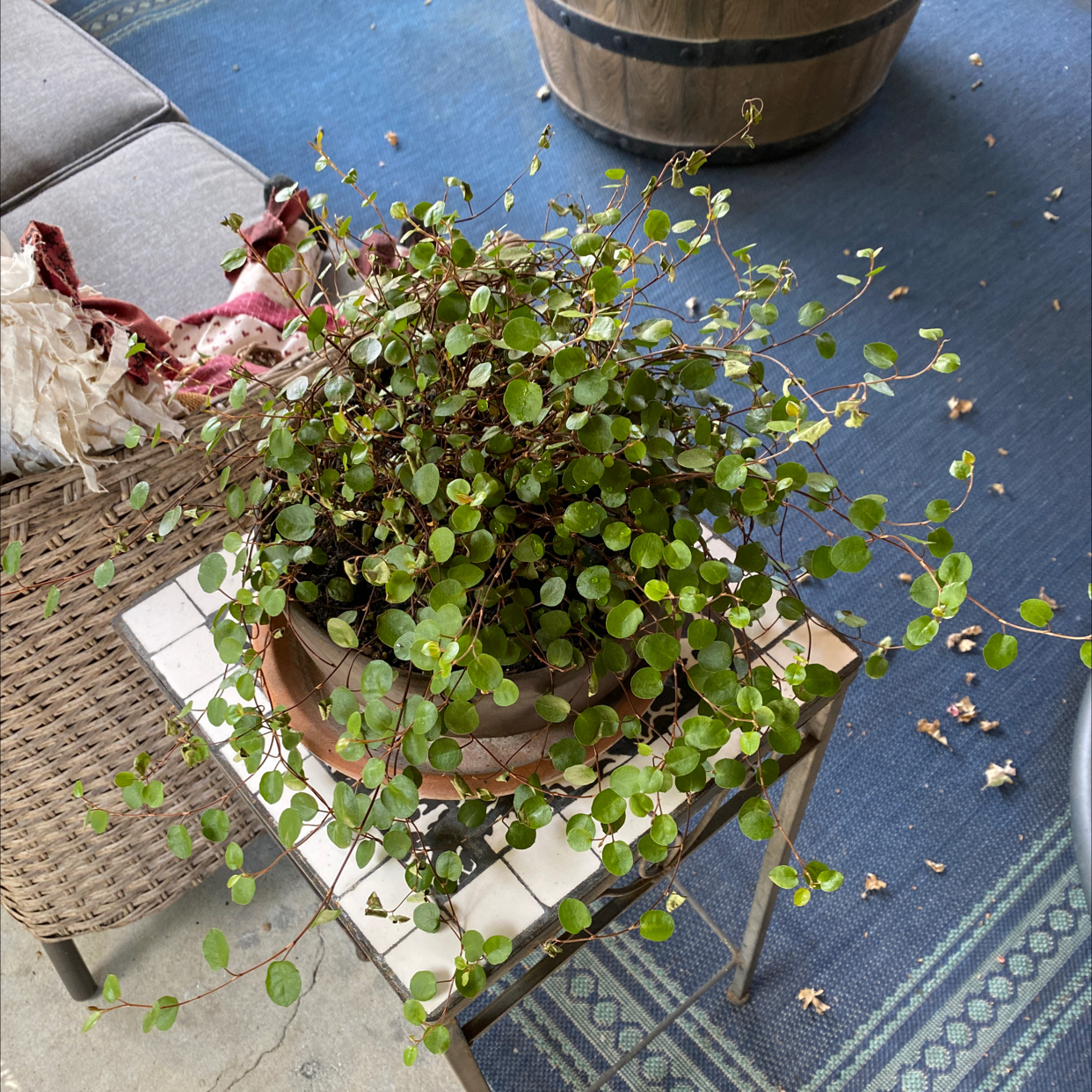Maidenhair Vine (Muehlenbeckia complexa) in a pot on a small table, with a wicker chair and blue rug in the background.
