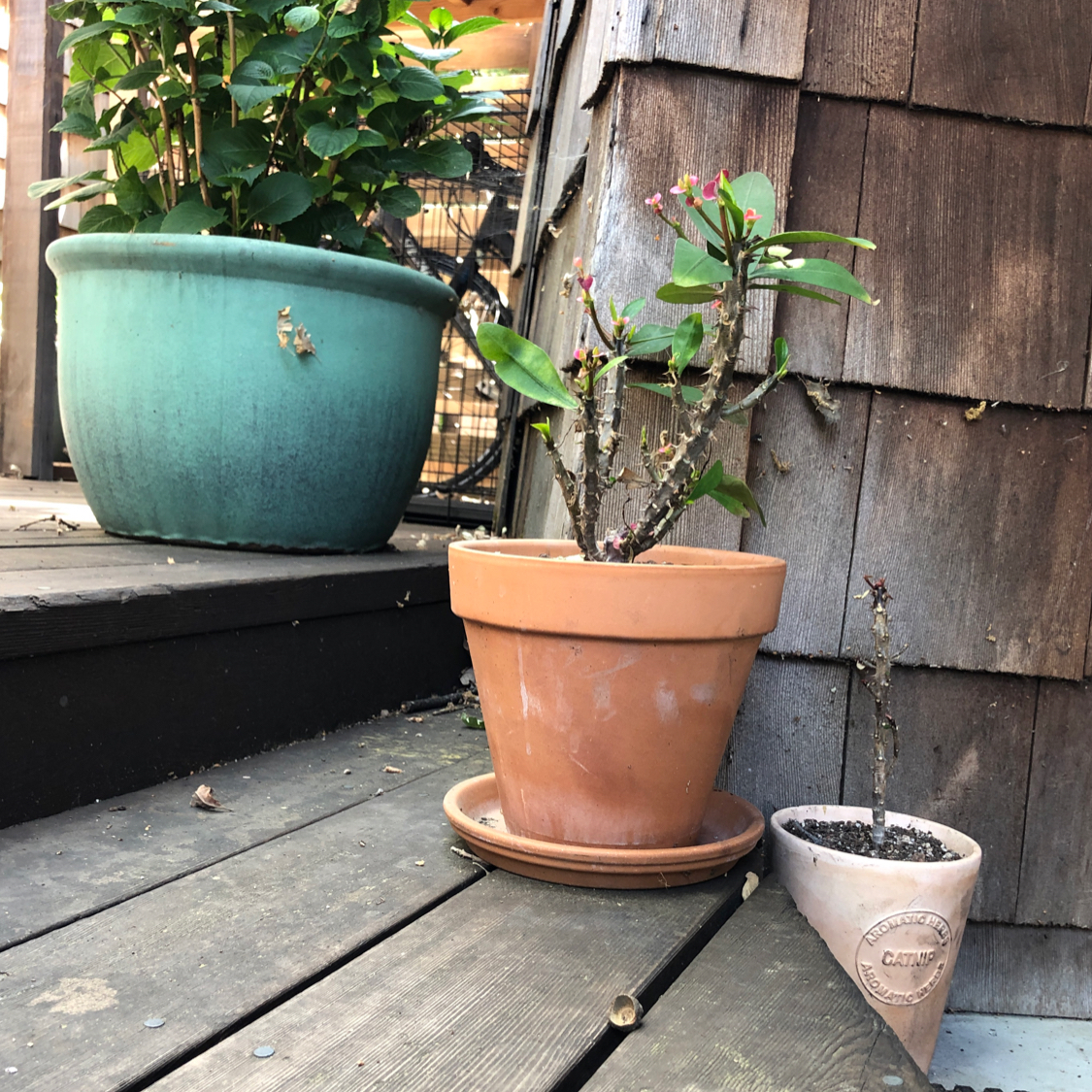 A healthy Crown of Thorns plant with glossy green leaves in a terracotta pot on a wooden deck, with a hand holding a branch.