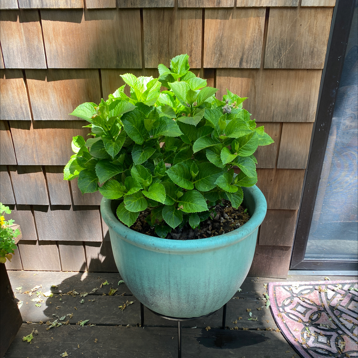 French Hydrangea in a pot on a wooden deck, healthy green leaves.
