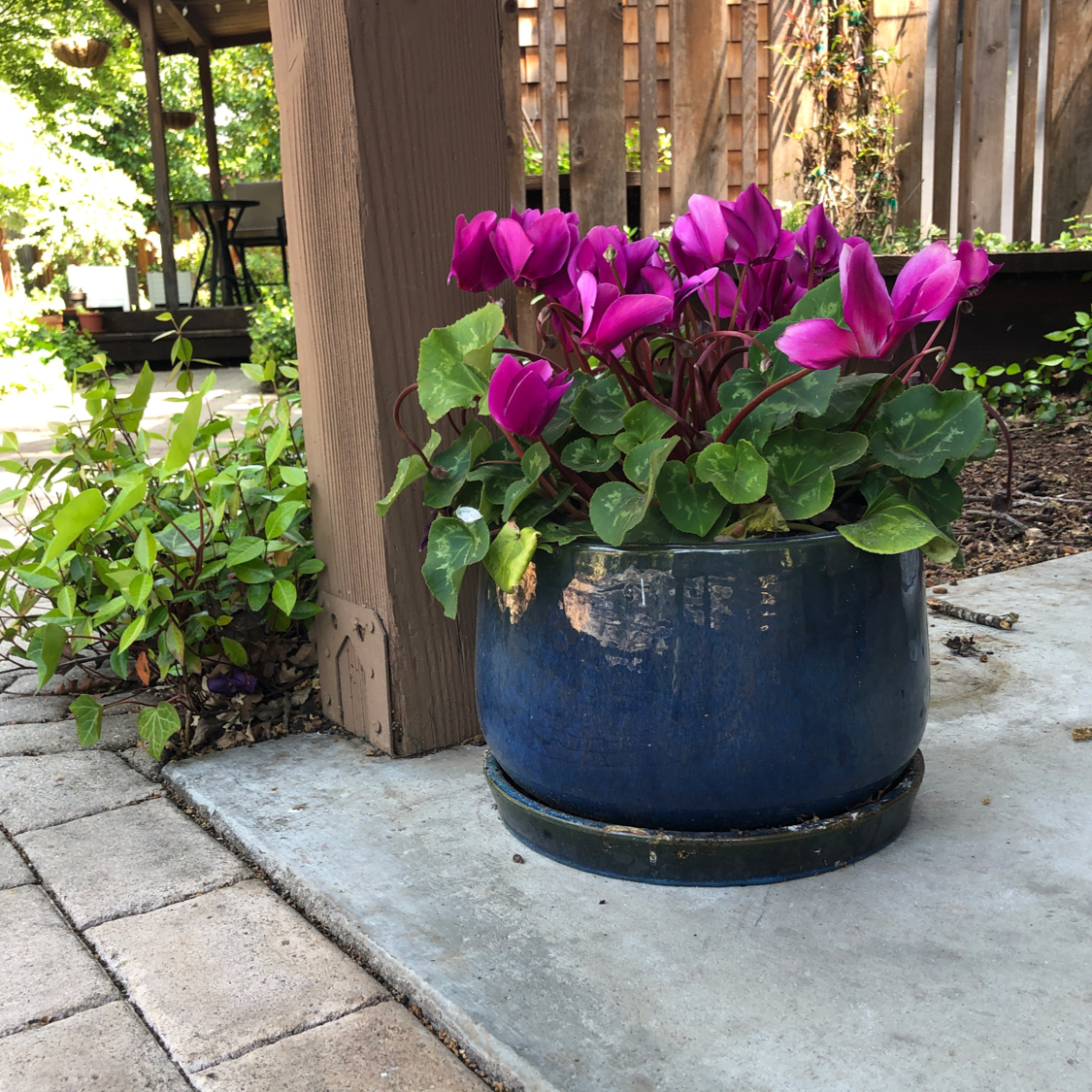 Photo of the plant species Persian Cyclamen by @Plantladykatie named Kesha on Greg, the plant care app