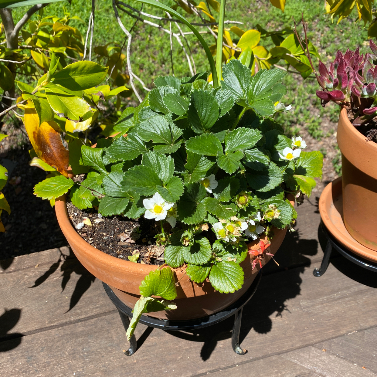 Potted California Strawberry plant with green leaves and white flowers.