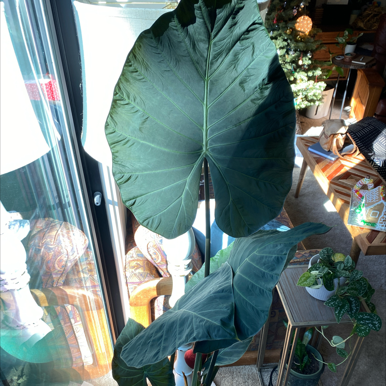 Alocasia 'Regal Shields' plant with large, dark green leaves indoors near a window.