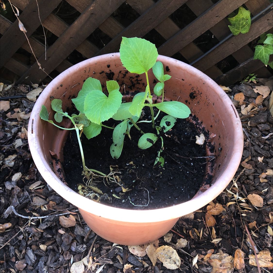 Potted cucumber plant with some yellowing and browning leaves, visible soil.