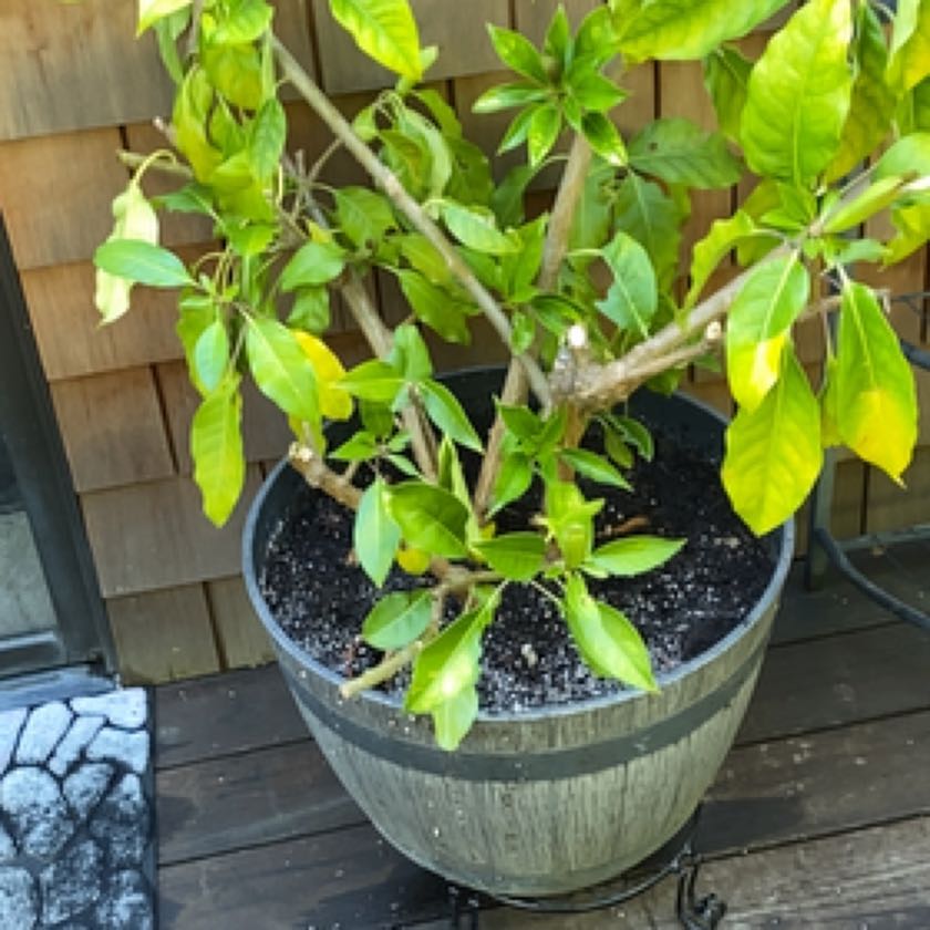 Photo of the plant species Chalice Cup Vine by @Plantladykatie named Zeus on Greg, the plant care app