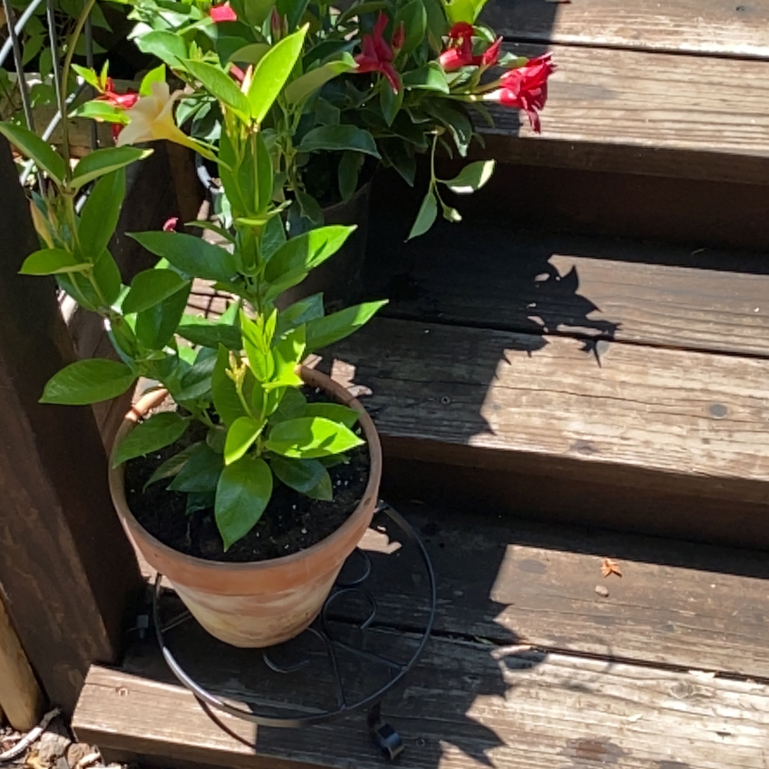 Potted Brazilian Jasmine plant with green leaves and flowers on wooden steps.