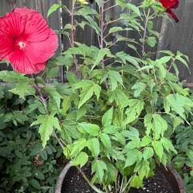 Photo of the plant species Swamp Rose Mallow by @Plantladykatie named Scarlet O’Hara on Greg, the plant care app