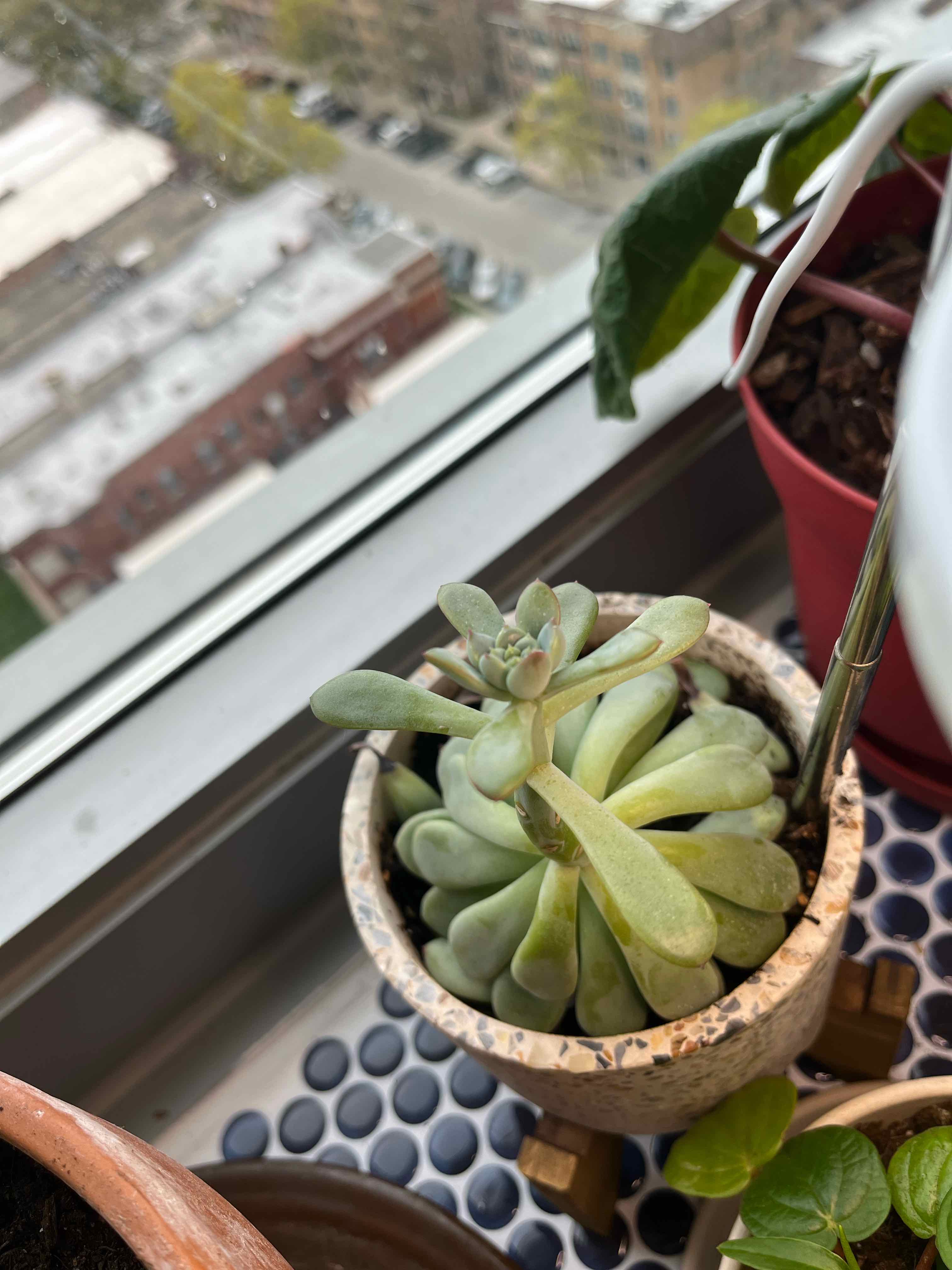 Potted Tree Stonecrop succulent on a windowsill with other plants.