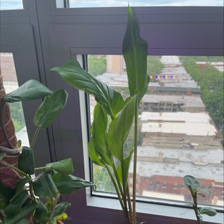 Peace Lily plant in Chicago, Illinois