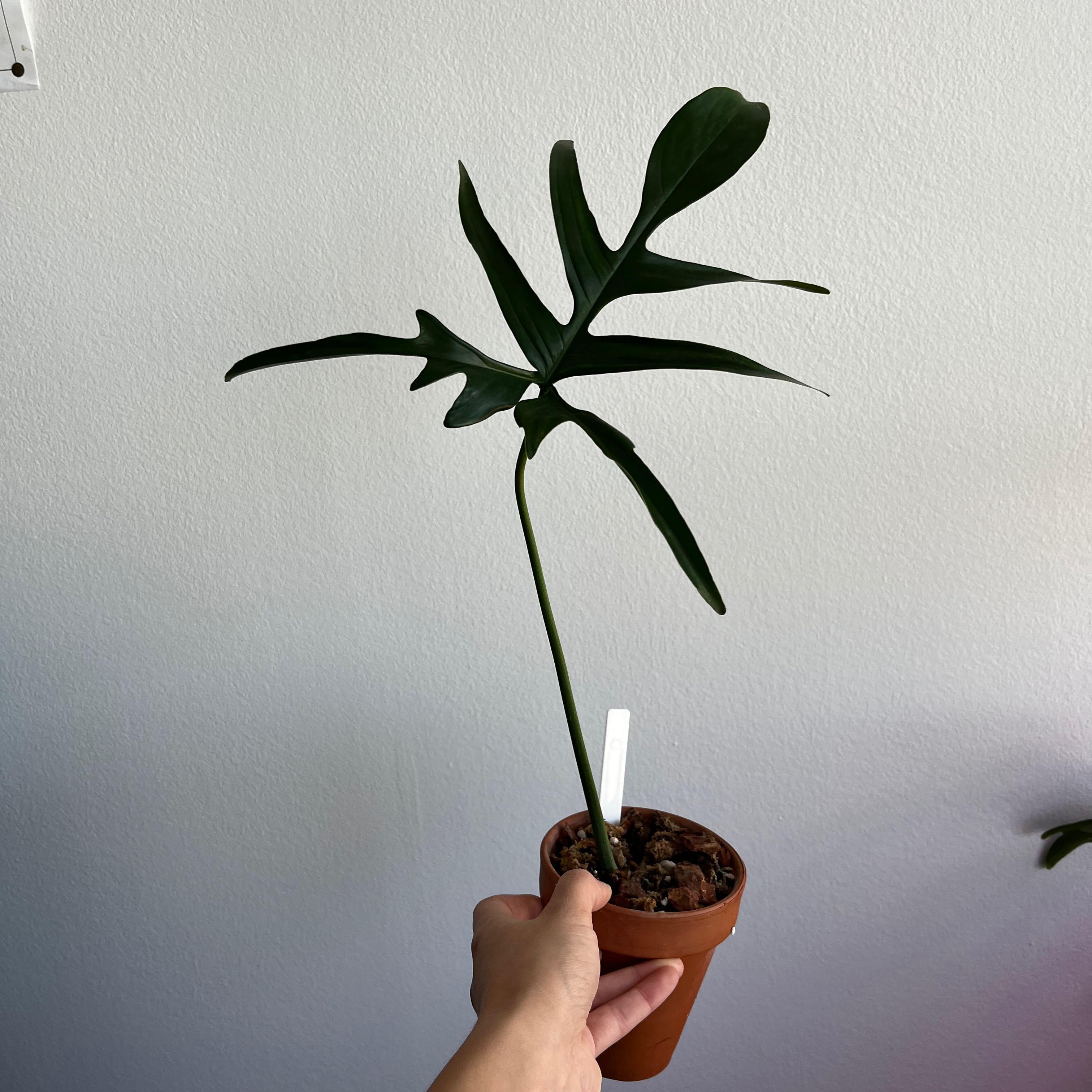 Photo of the plant species Philodendron Quercifolium by @ChosenPalmier named Oak on Greg, the plant care app
