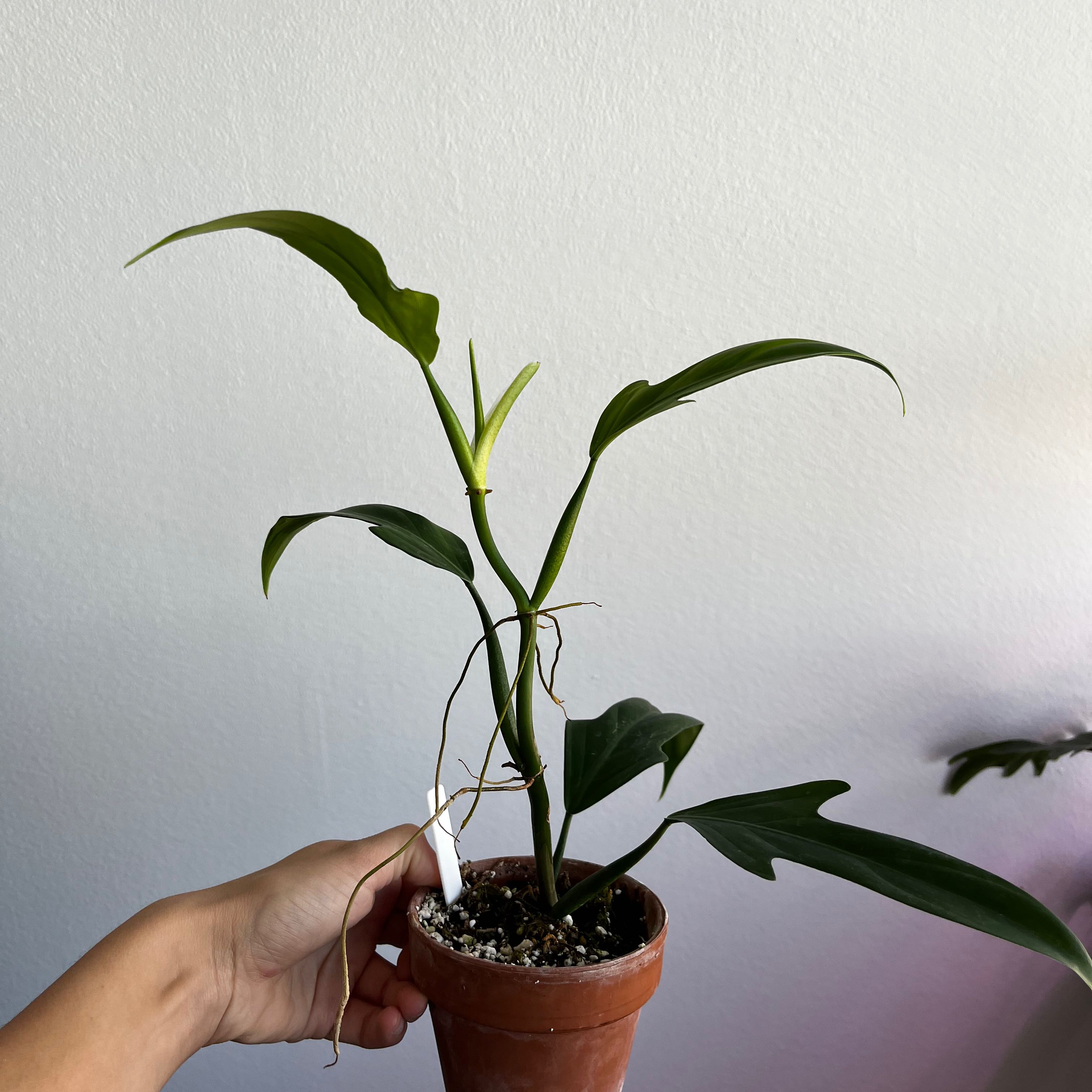 Philodendron panduriforme plant in a terracotta pot held by a hand.