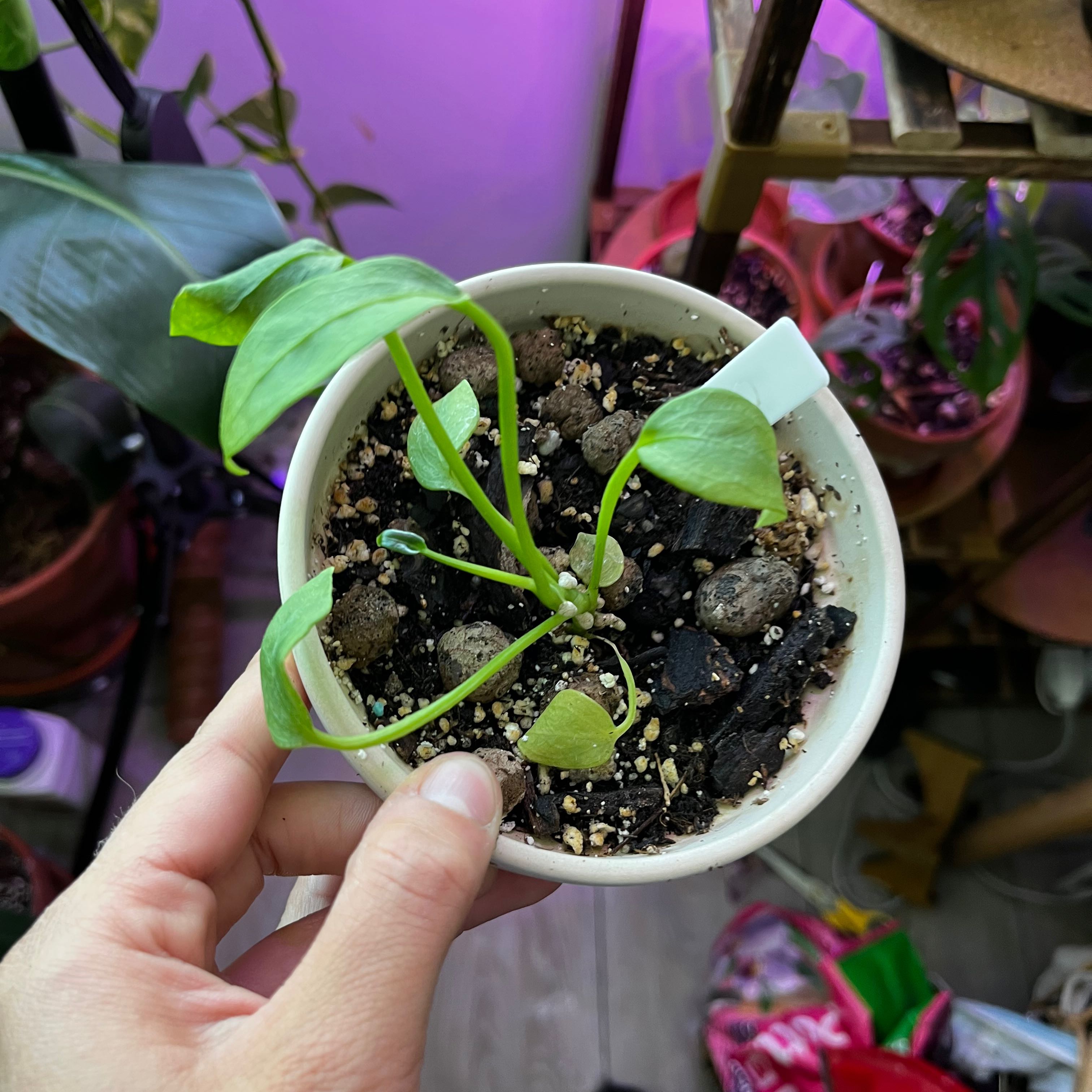 Anthurium vittariifolium plant in a pot with visible soil, held by a hand.