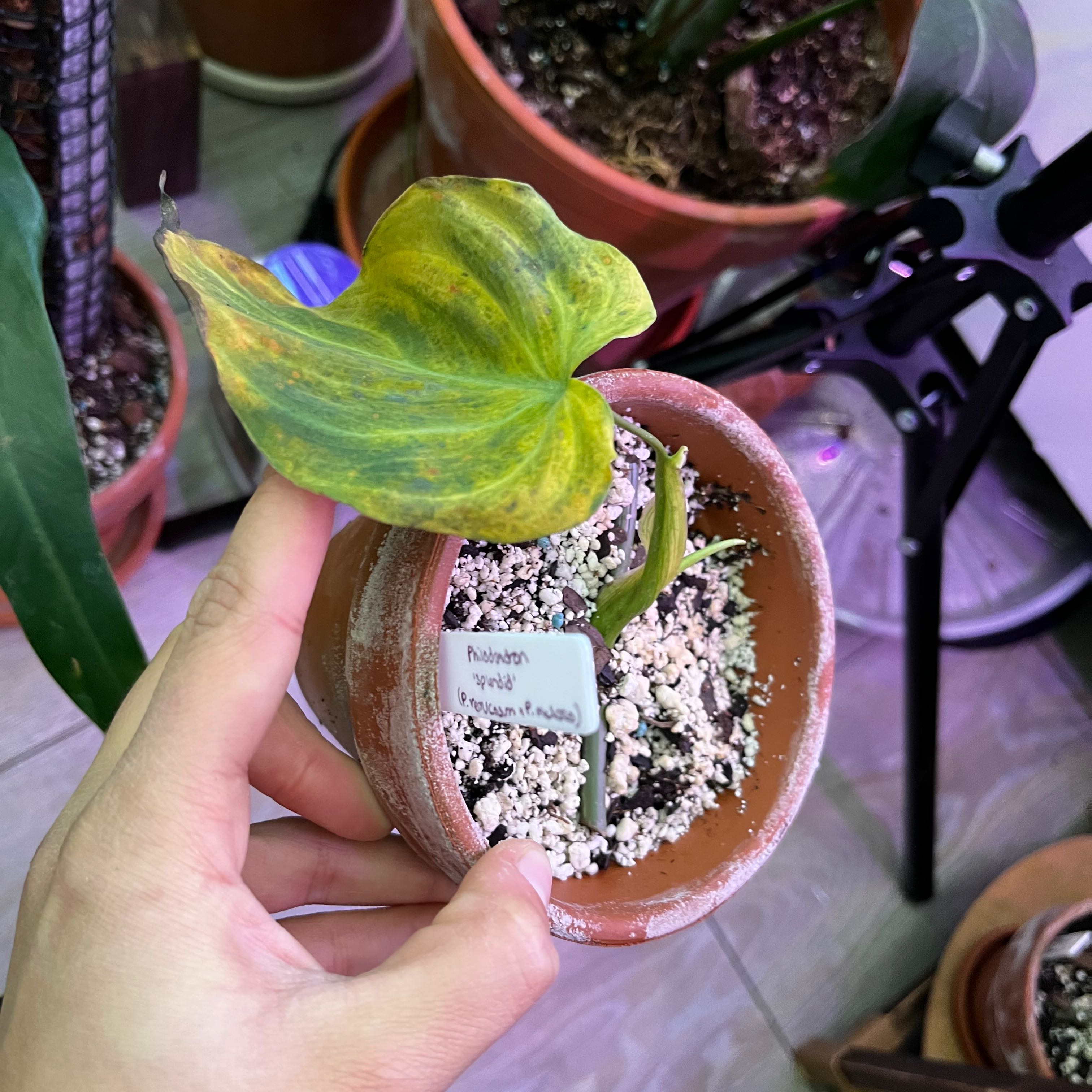 Potted Philodendron Splendid plant with yellowing leaf, held by a hand. Soil is visible.