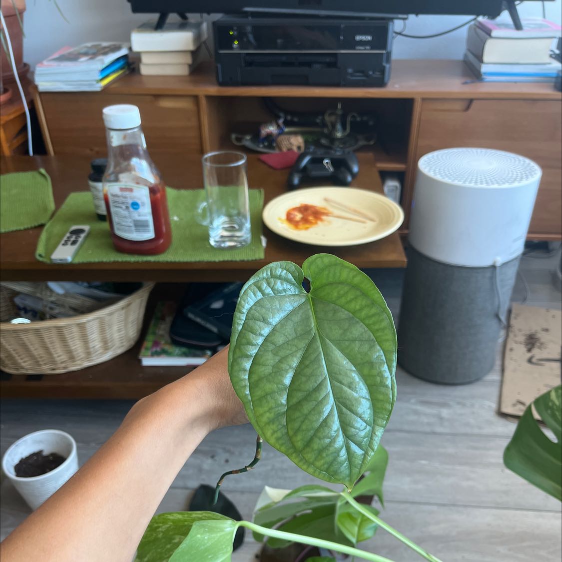 Amydrium 'Spider Man' plant with healthy green leaves held by a hand, household items in the background.