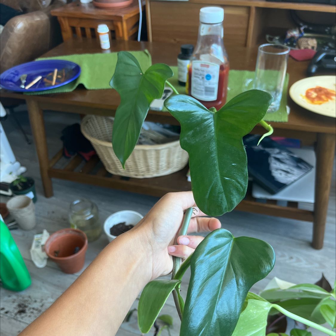 Horsehead Philodendron with healthy green leaves, held by a hand, household items in the background.