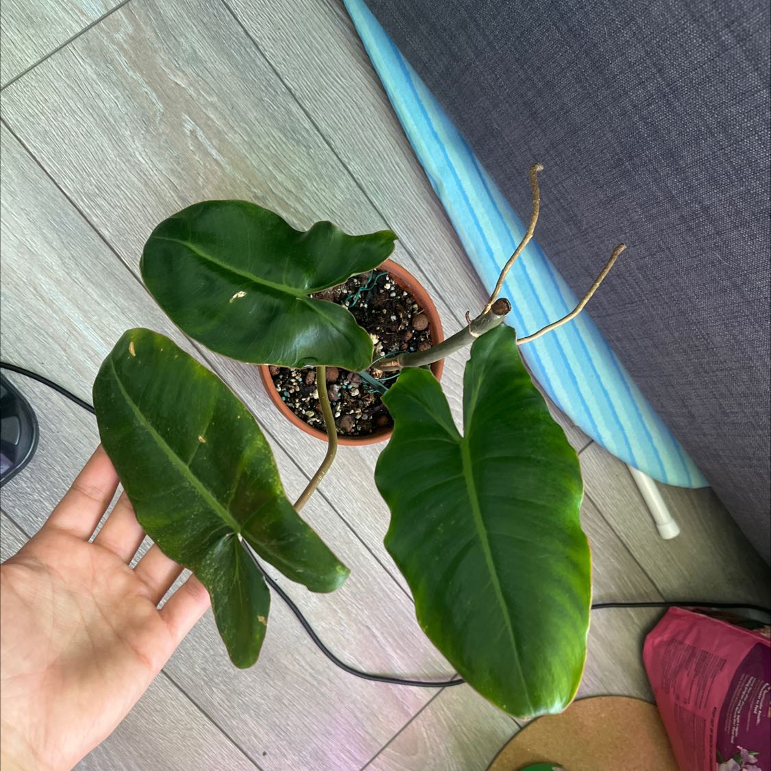 Paraiso Verde Philodendron plant in a small pot with healthy green leaves.