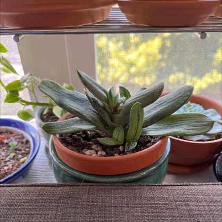 Photo of the plant species Gasteria pillansii by @GiftedCallalily named Genevieve on Greg, the plant care app