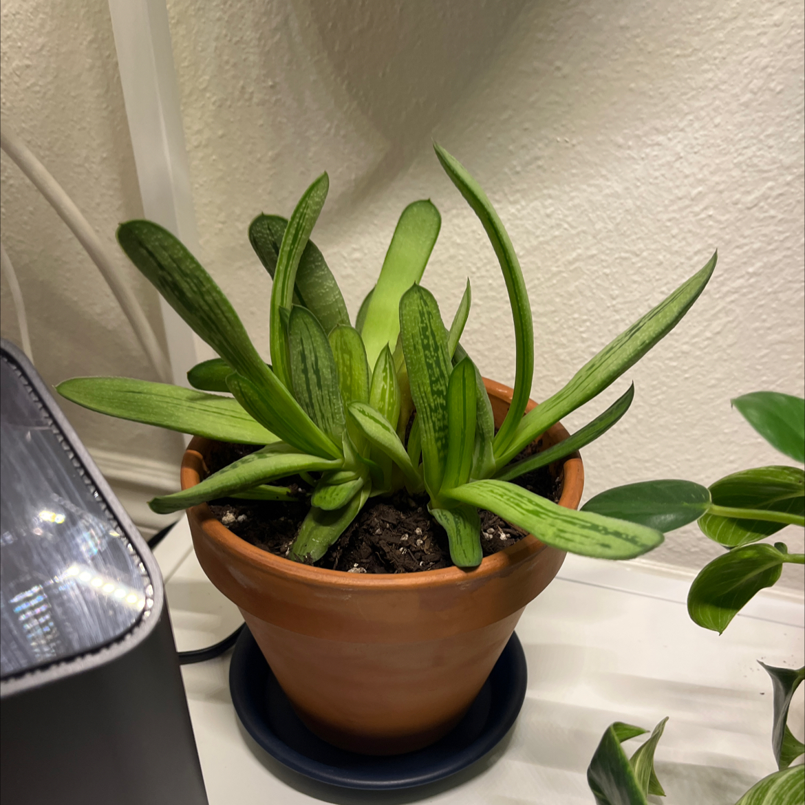 Photo of the plant species Gasteria pillansii by @GiftedCallalily named Genevieve on Greg, the plant care app