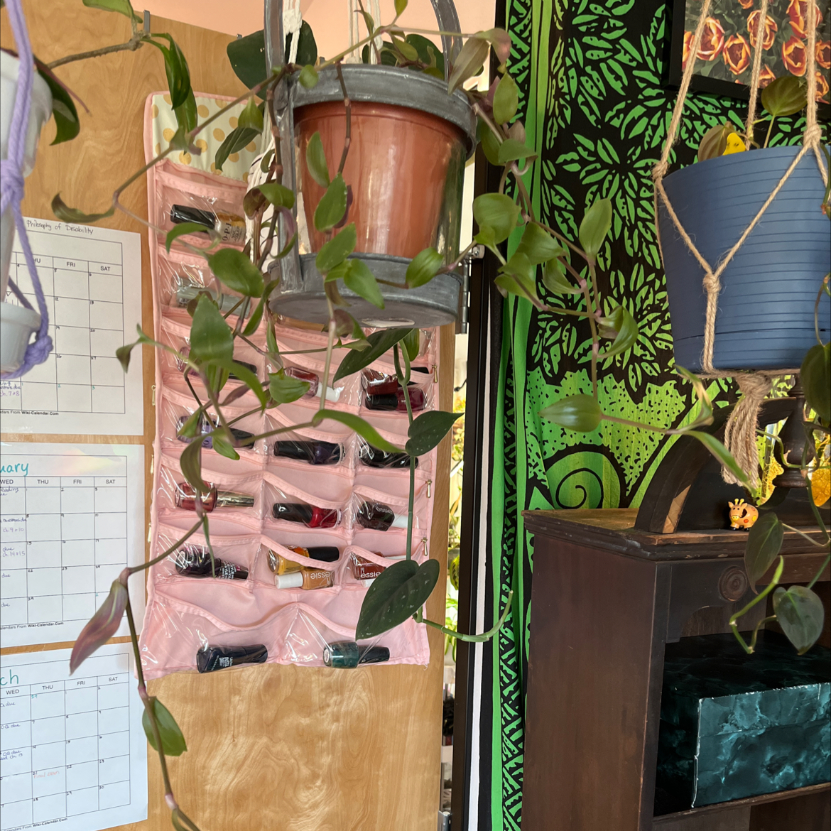 Tradescantia Blushing Bride plant in a hanging pot, healthy with no visible leaf issues.