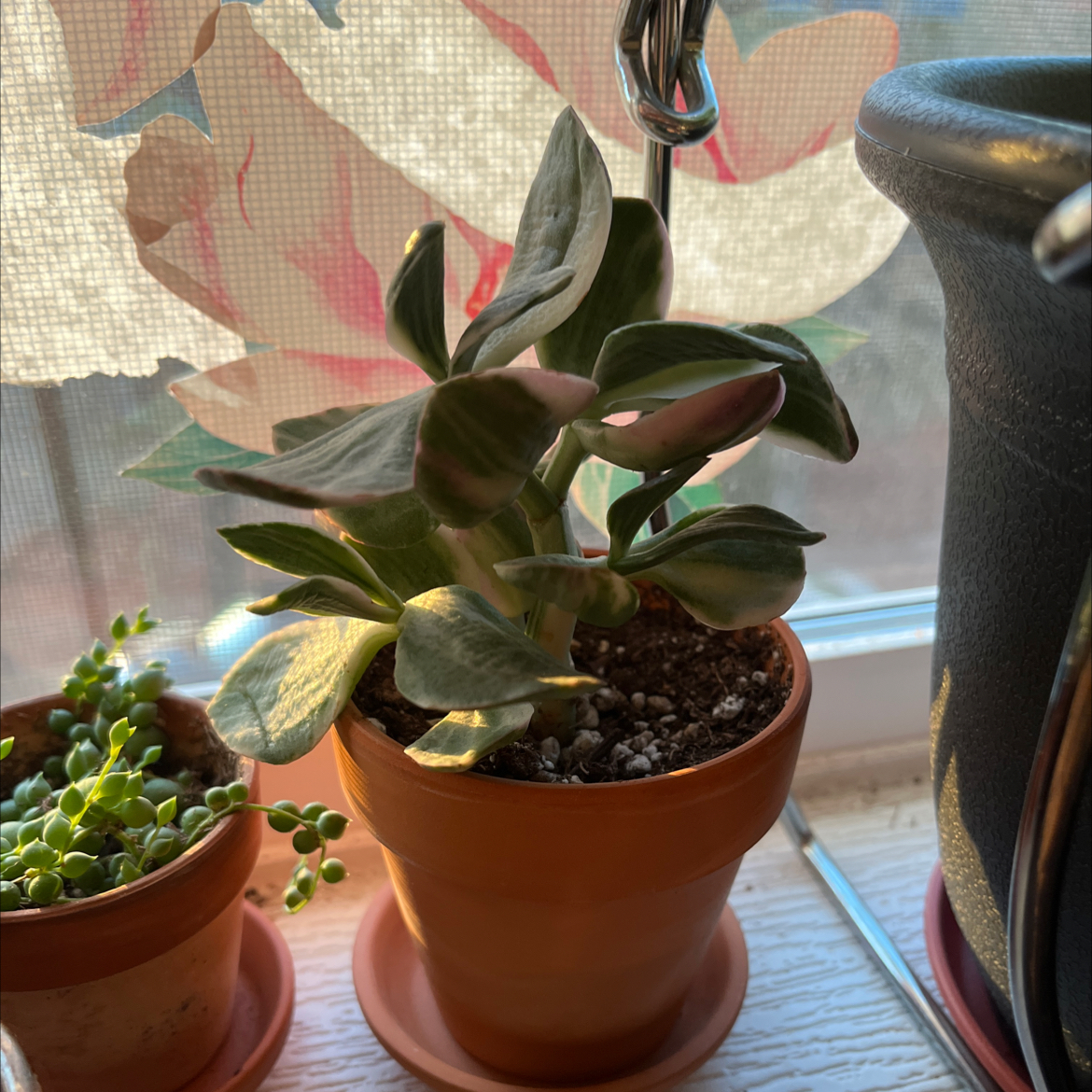 Variegated jade plant in a terracotta pot with visible soil, well-framed and in focus.
