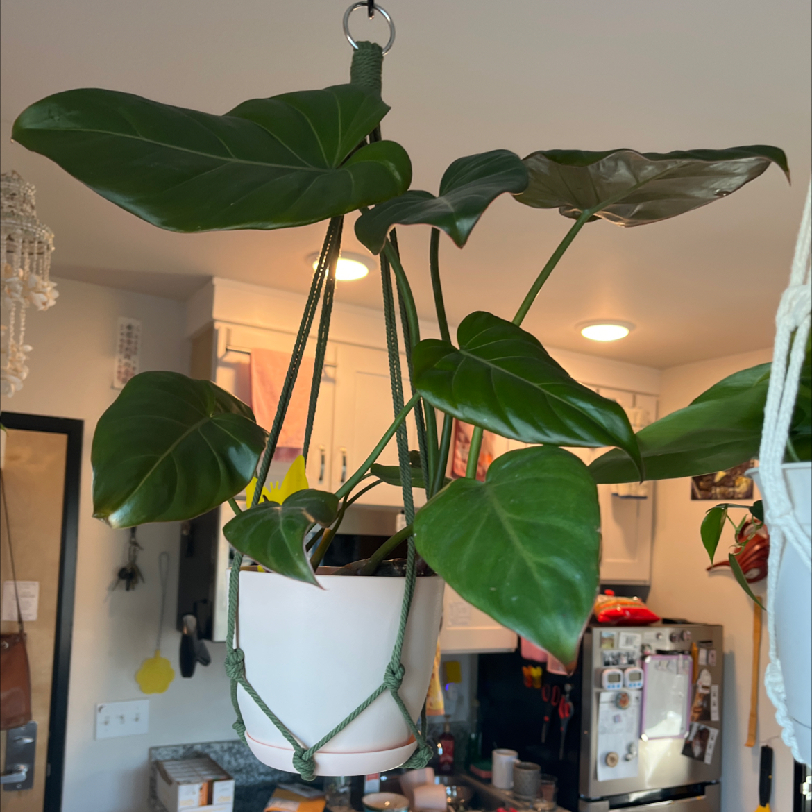 Philodendron 'Summer Glory' plant in a hanging pot in a kitchen setting.