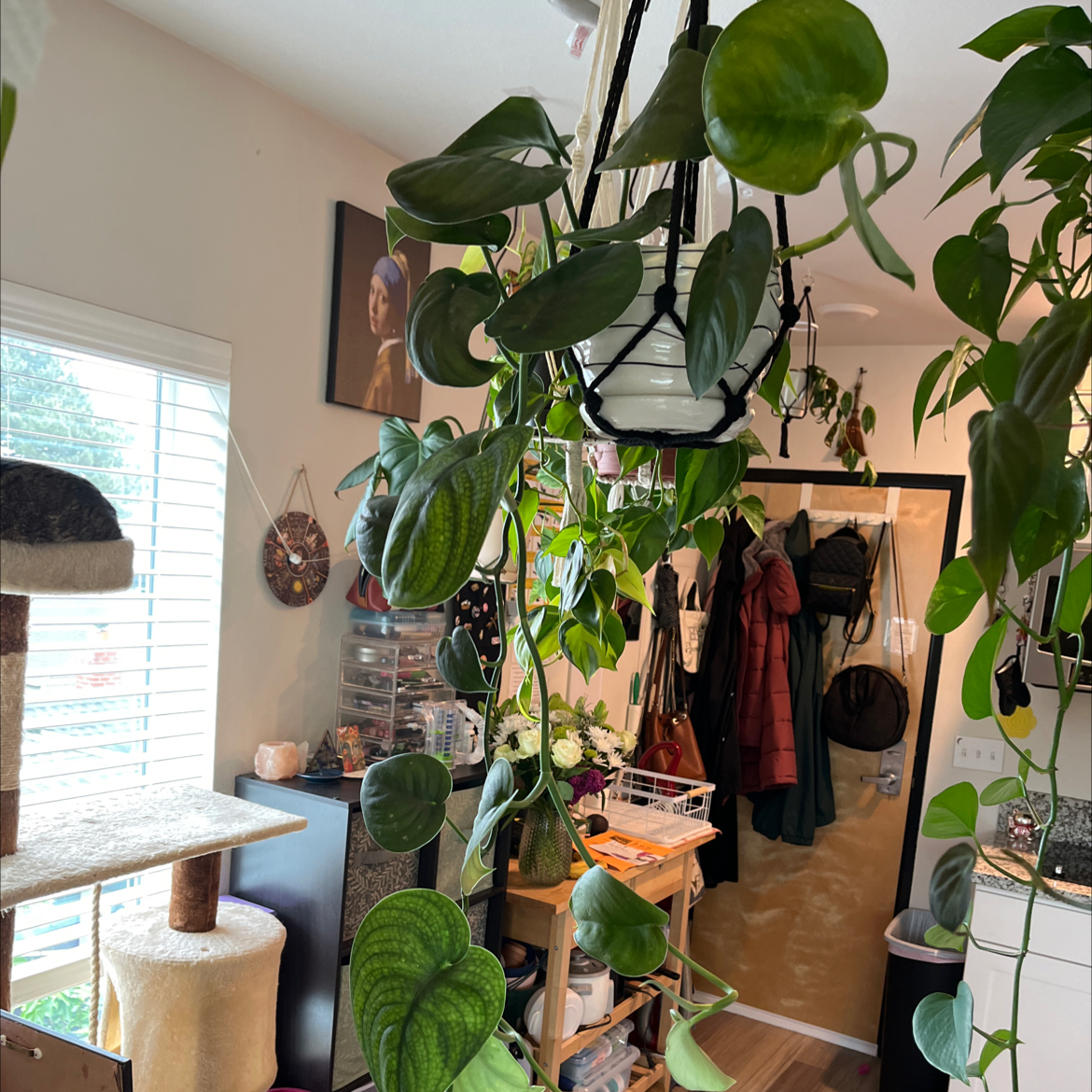 Hanging Jade Satin Pothos plant with heart-shaped leaves in a household setting.