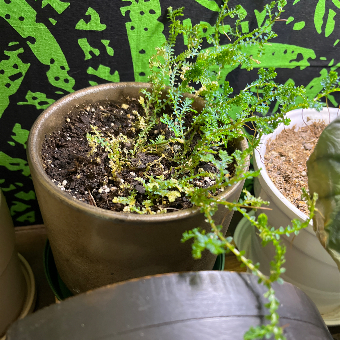 Potted Rainbow moss or Peacock fern with some discolored fronds and visible soil.