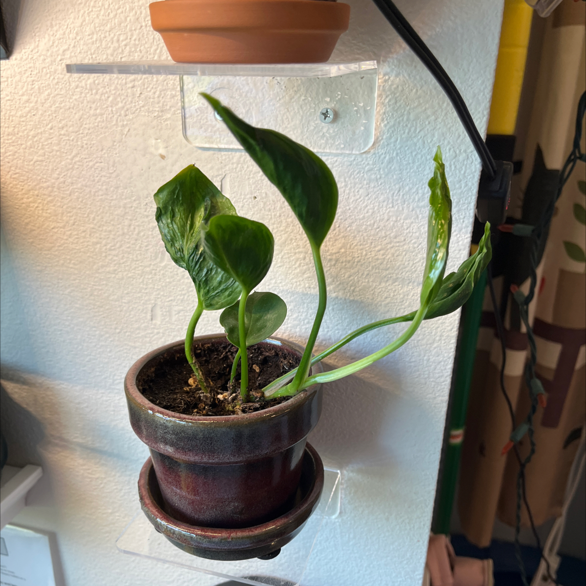 Pothos 'Shangri La' plant in a pot with green leaves and visible soil.