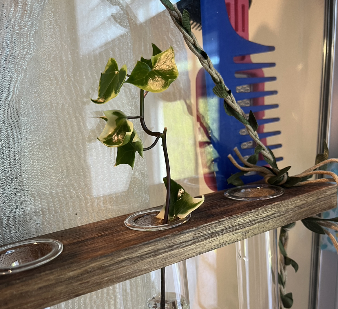 Cape Ivy plant with some yellowing leaves in a wooden holder with glass containers.