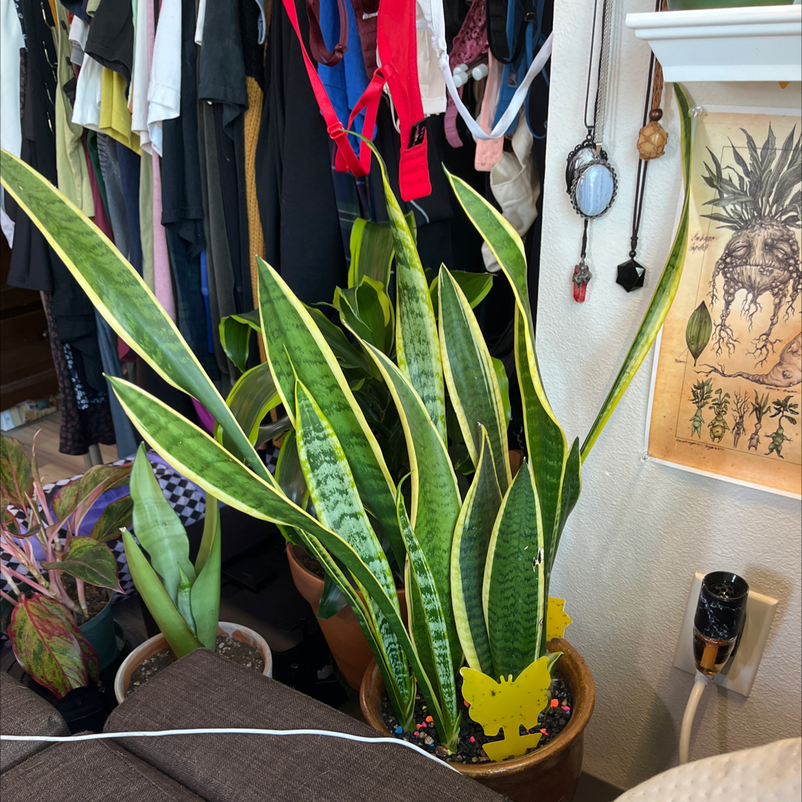 Sansevieria 'Lauren' plant with long, upright leaves and yellow edges in a household setting.
