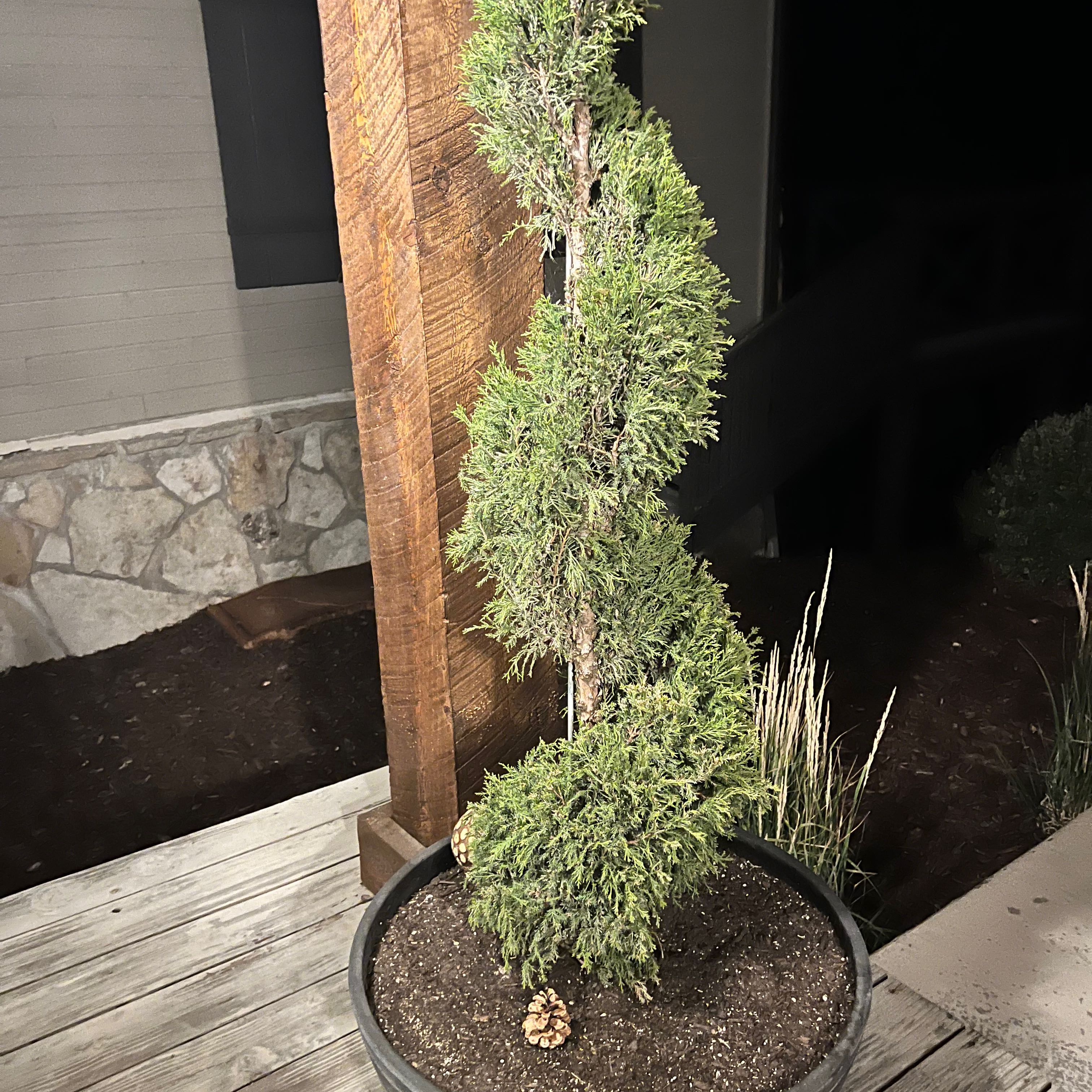 Mediterranean Cypress plant in a pot on a wooden deck, well-maintained and healthy.