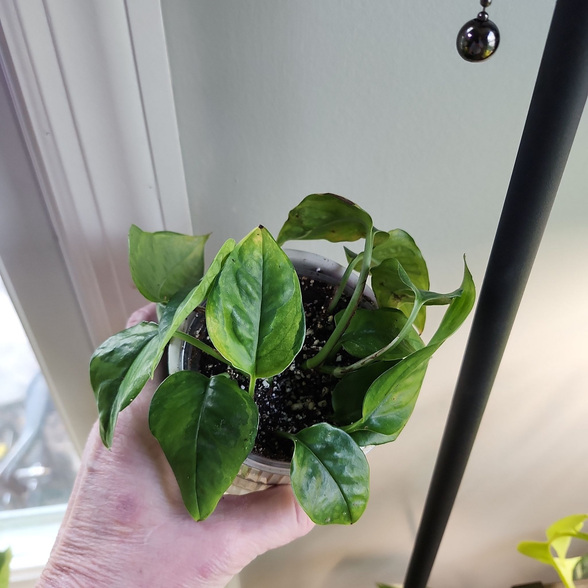 Photo of the plant species Oopsie Pothos by @plantmom43015 named Dreama sport on Greg, the plant care app