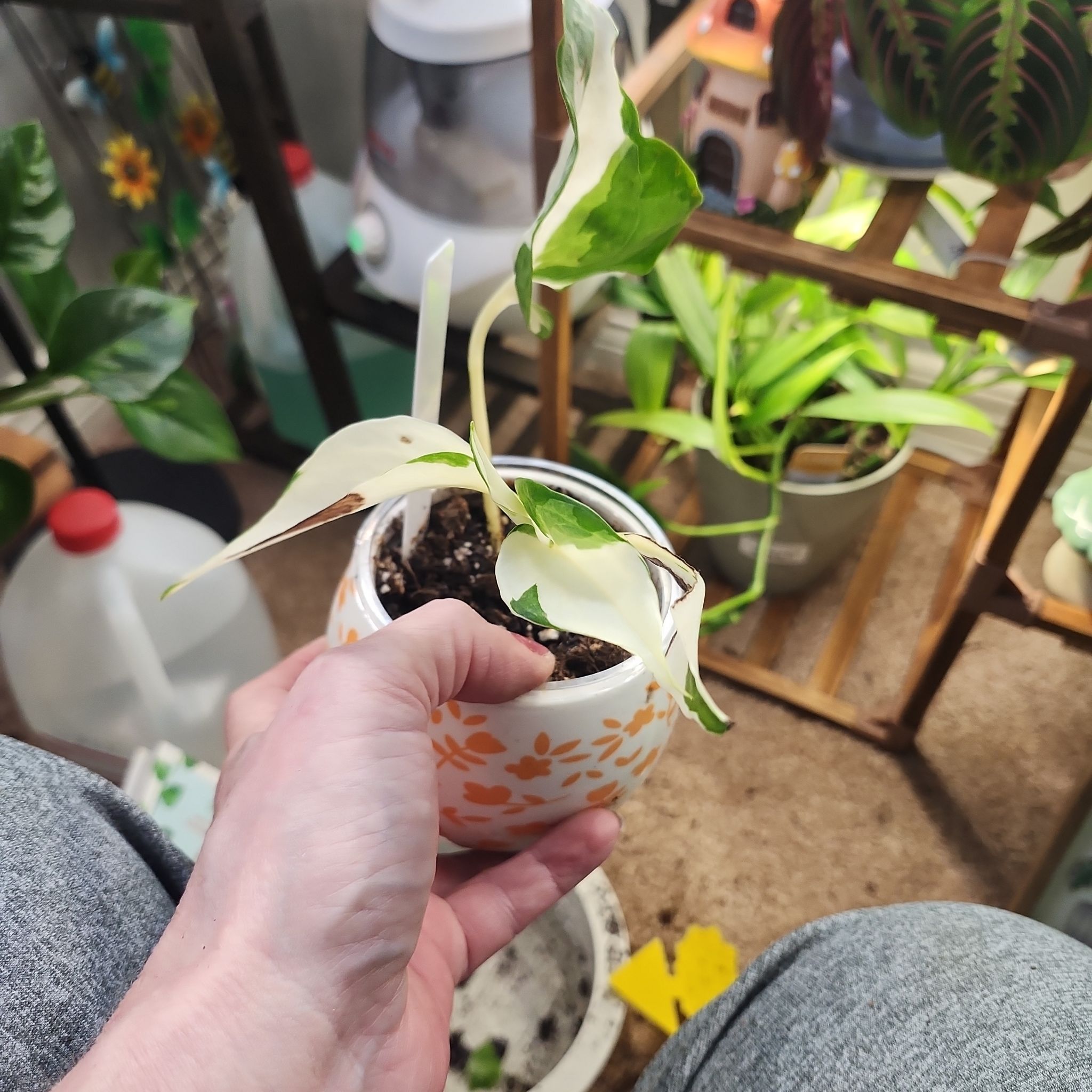 Photo of the plant species Mutant Manjula Pothos by @plantmom43015 named Donatello on Greg, the plant care app