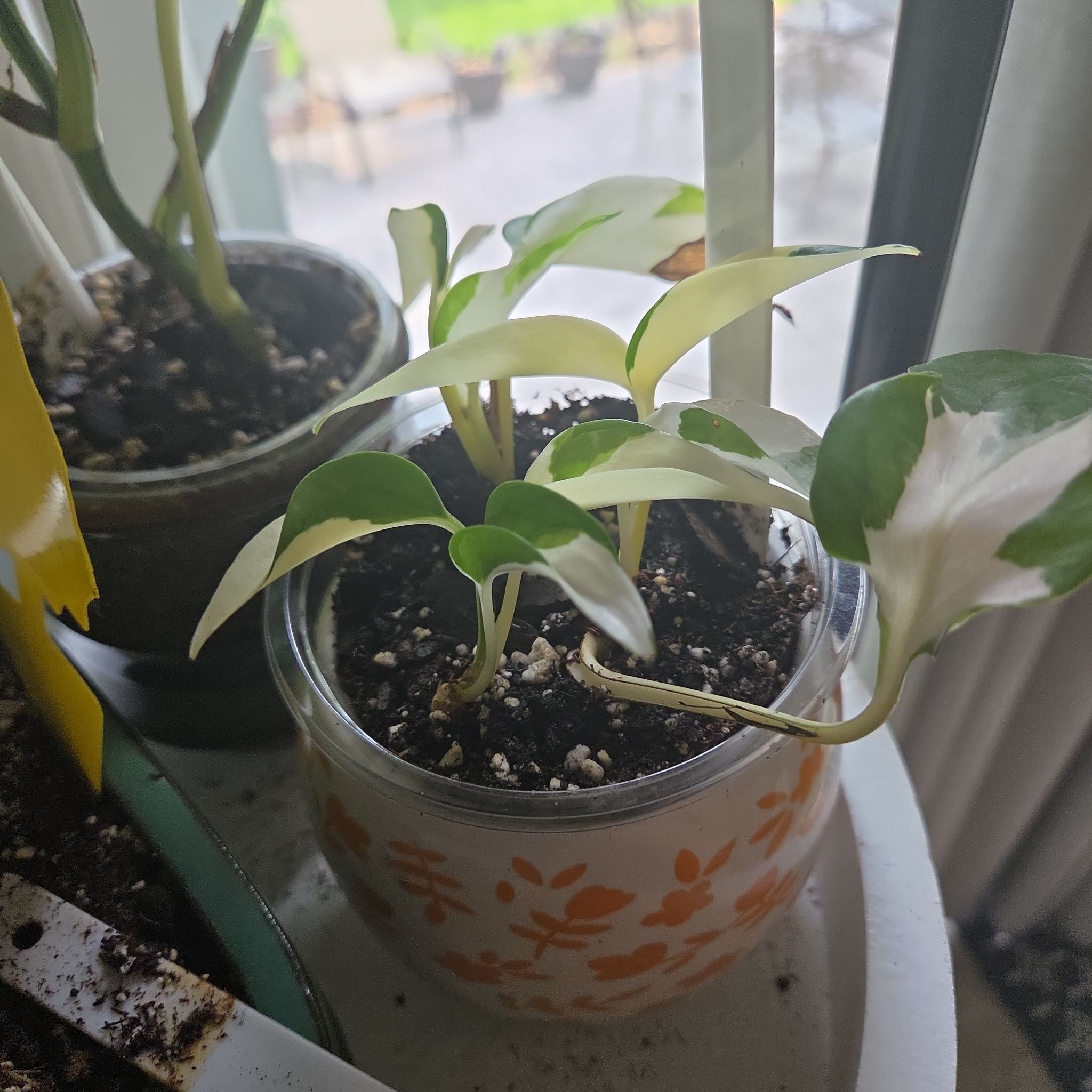Photo of the plant species Mutant Manjula Pothos by @plantmom43015 named Donatello on Greg, the plant care app