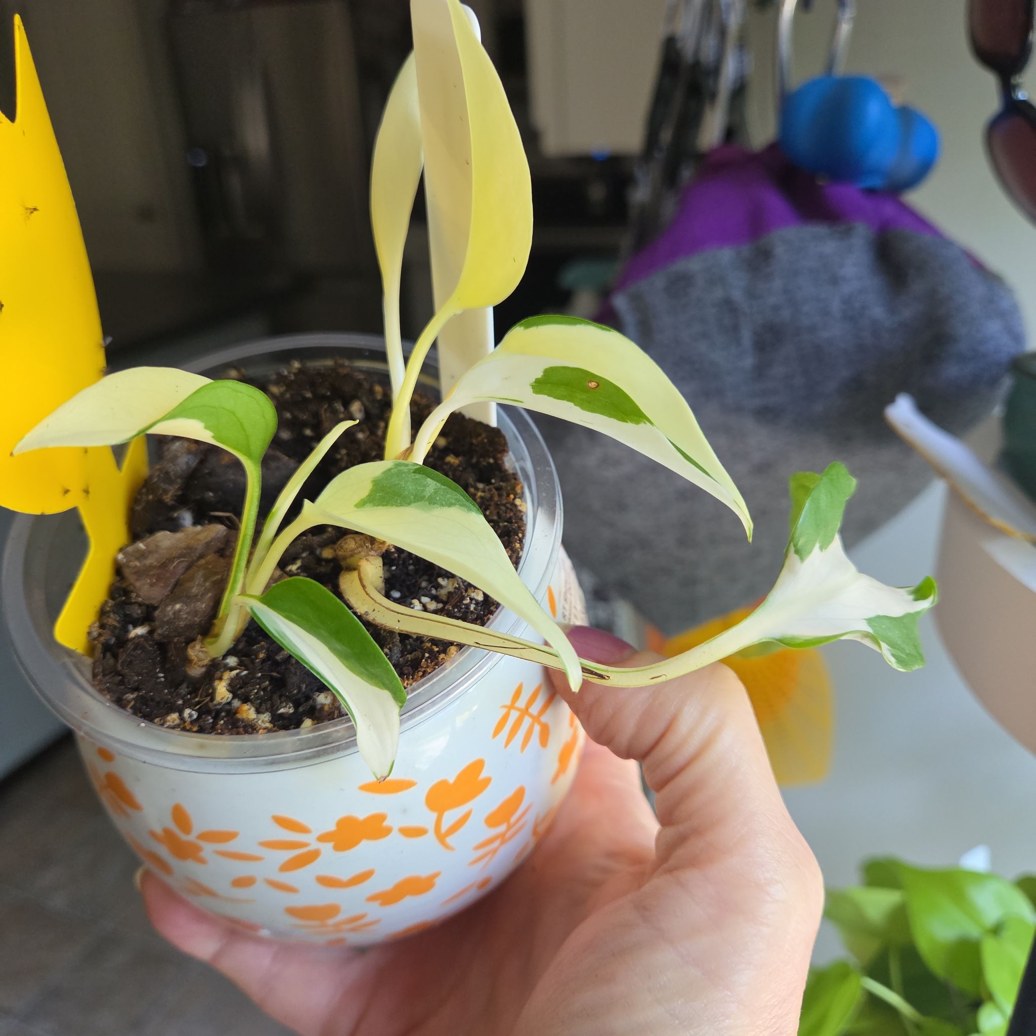 Photo of the plant species Mutant Manjula Pothos by @plantmom43015 named Donatello on Greg, the plant care app