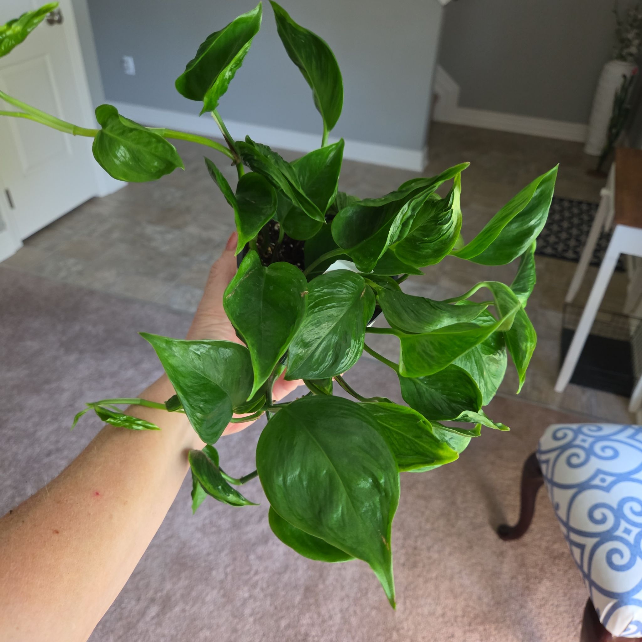 Photo of the plant species Shangri La by @plantmom43015 named Duncan on Greg, the plant care app