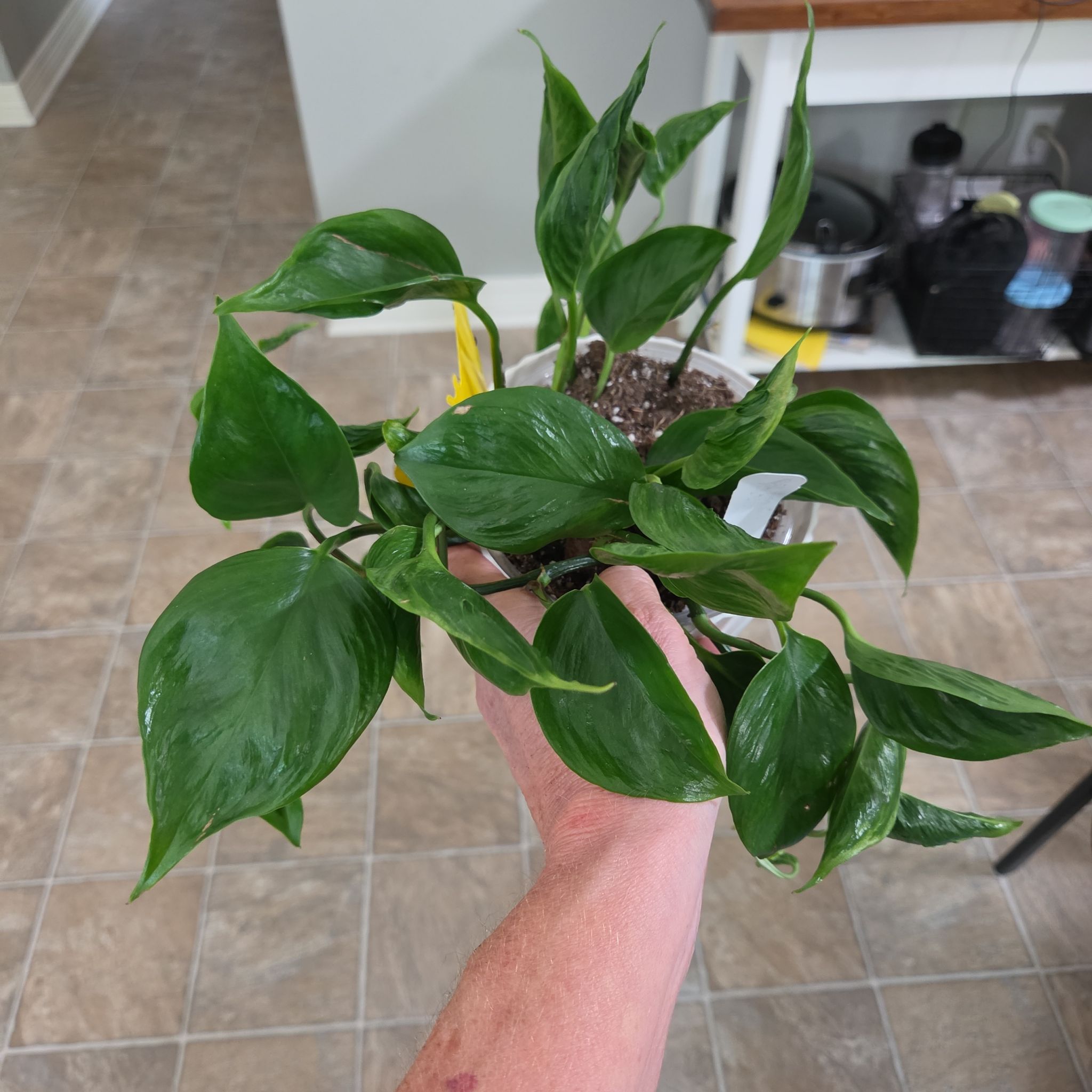 Photo of the plant species Shangri La by @plantmom43015 named Duncan on Greg, the plant care app