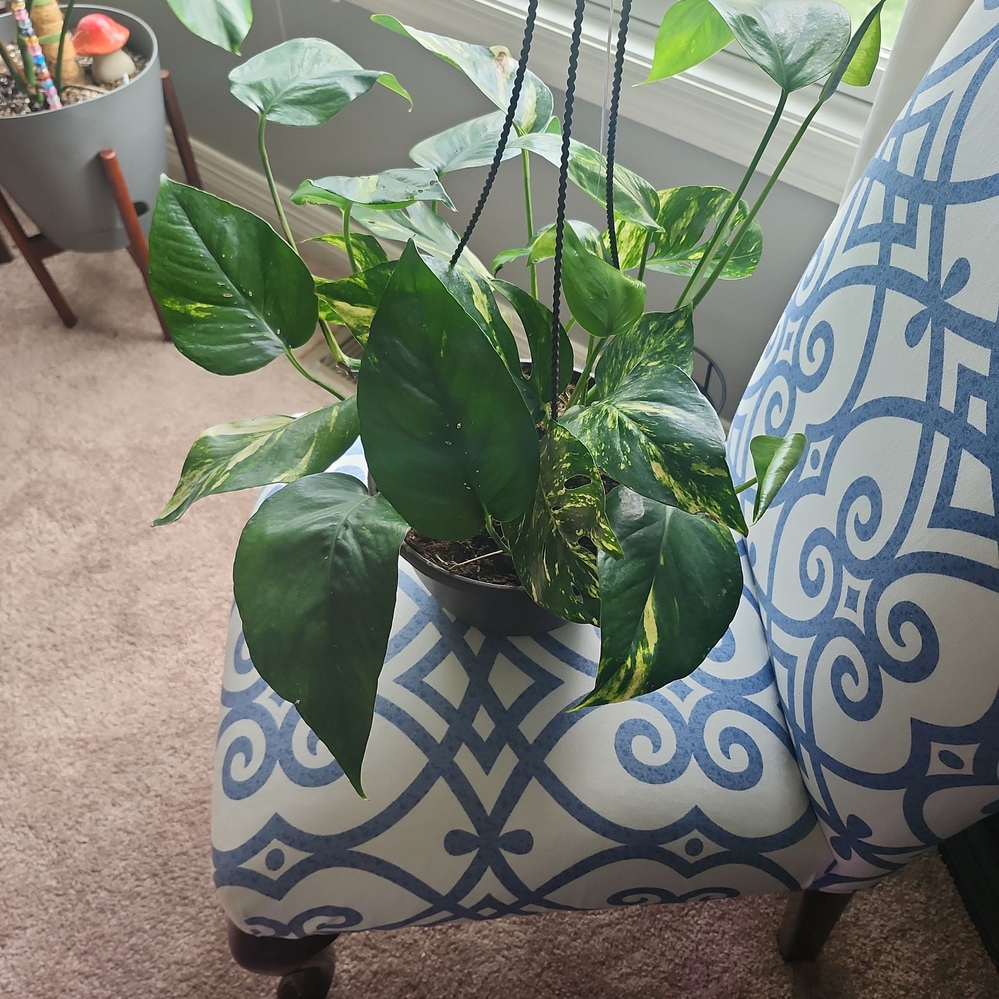 Photo of the plant species Yellow Sunrise Pothos by @plantmom43015 named Kobe on Greg, the plant care app