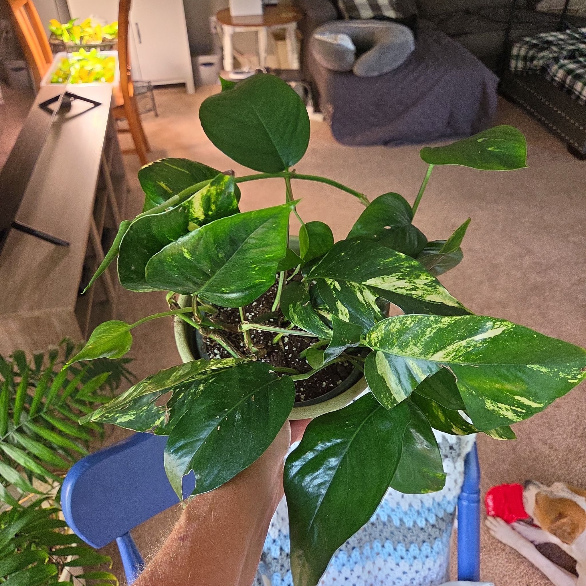 Photo of the plant species Yellow Sunrise Pothos by @plantmom43015 named Daisy on Greg, the plant care app