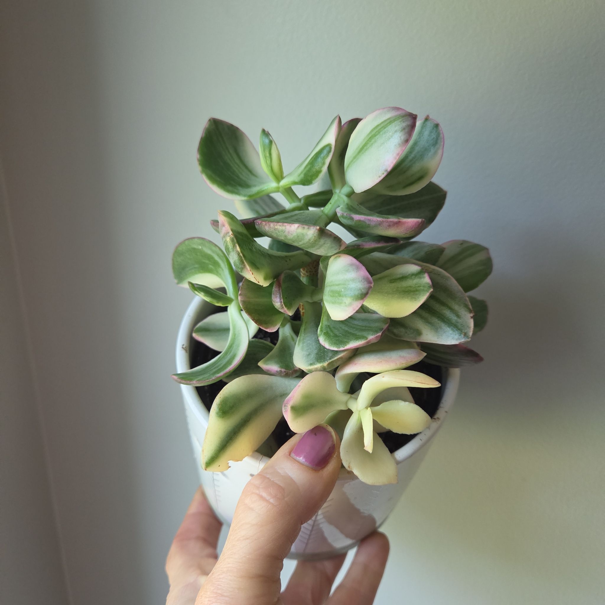 Photo of the plant species Tricolor Jade by @plantmom43015 named Tupot amaroot on Greg, the plant care app