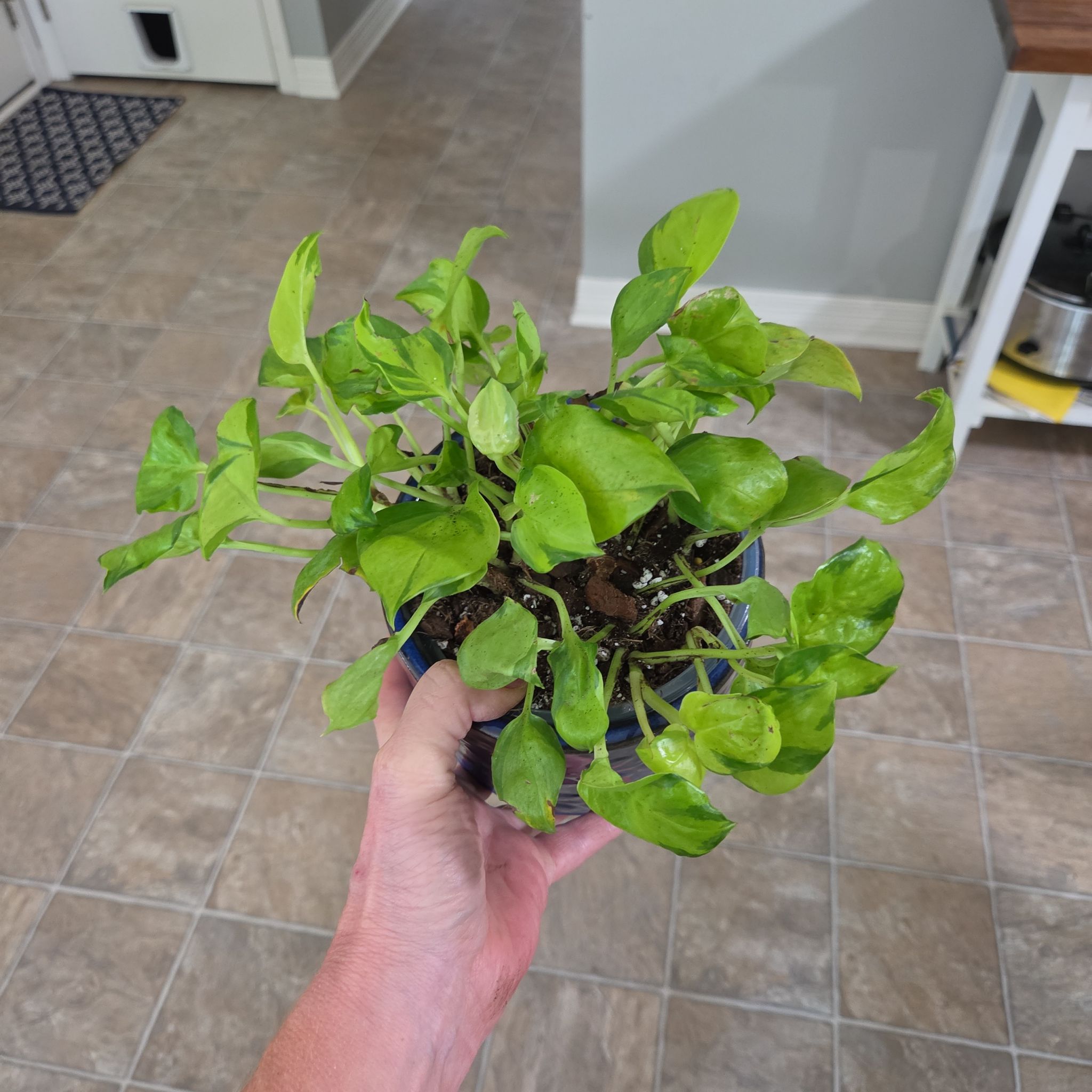 Photo of the plant species Pothos 'Neon Joy' by @plantmom43015 named Delilah on Greg, the plant care app
