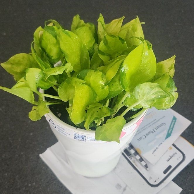 Photo of the plant species Pothos 'Neon Joy' by @plantmom43015 named Delilah on Greg, the plant care app