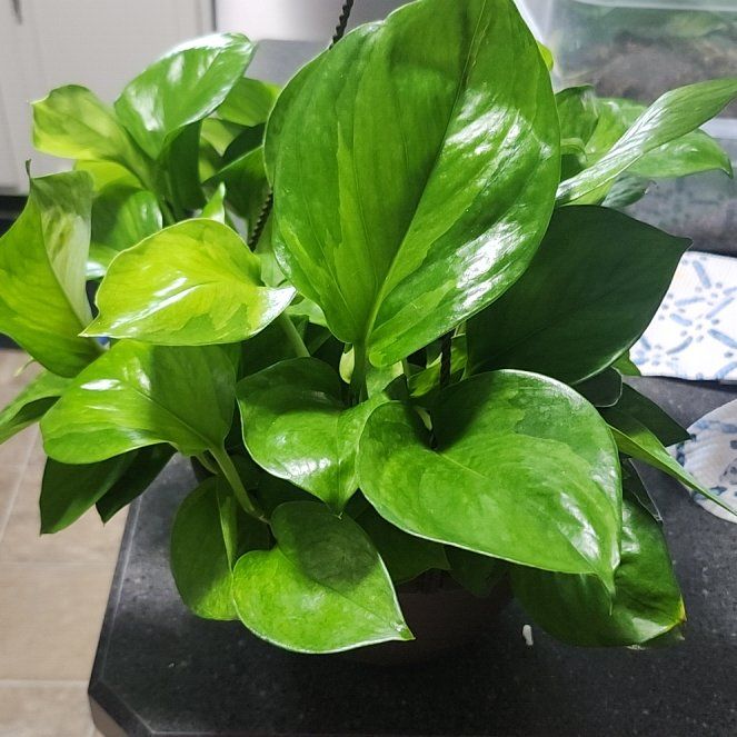 Photo of the plant species Greenjula by @plantmom43015 named Dan on Greg, the plant care app