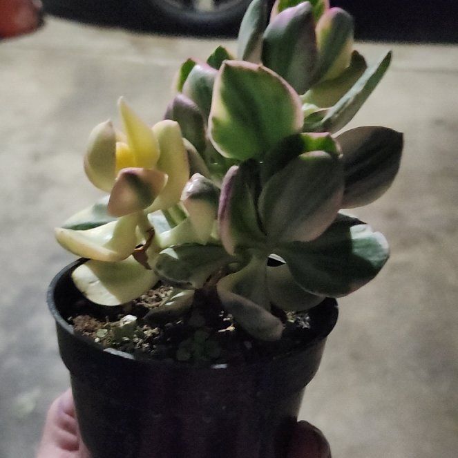 Photo of the plant species Tricolor Jade by @plantmom43015 named Tupot amaroot on Greg, the plant care app