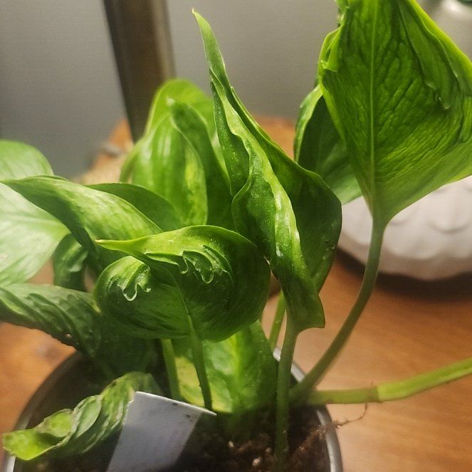 Photo of the plant species Shangri La by @plantmom43015 named Ulysses S Plant on Greg, the plant care app