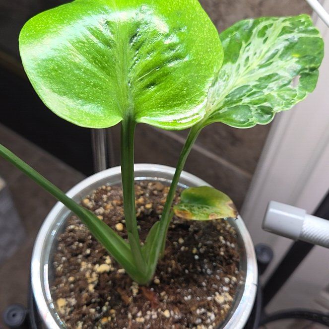 Photo of the plant species Monstera 'Bulbasaur' by @plantmom43015 named Bubby on Greg, the plant care app