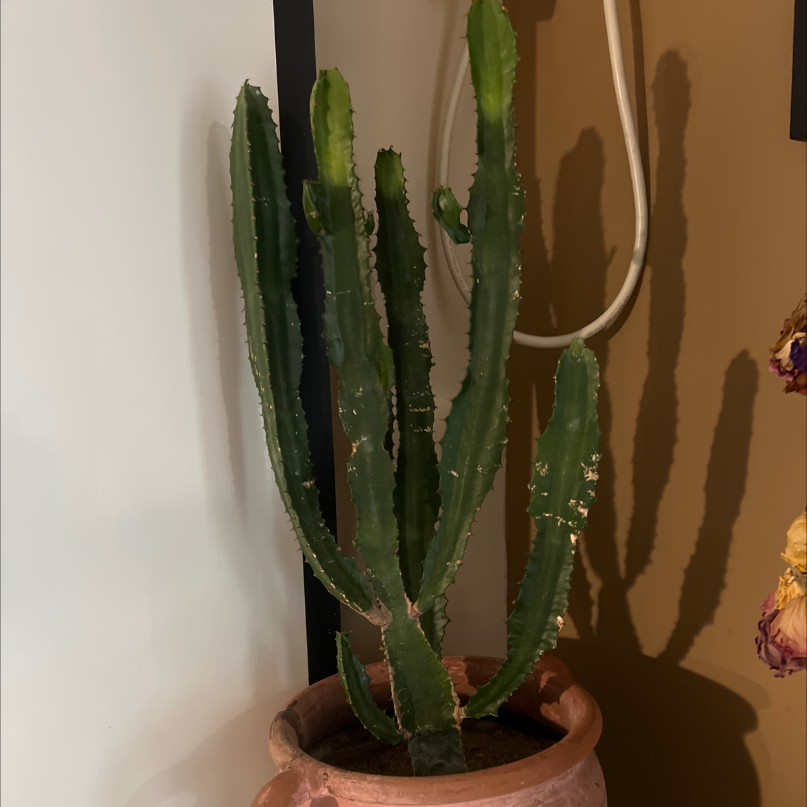 Potted Giant African Candelabra Tree with upright stems in a well-lit room.